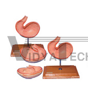 The dissection model of dog stomach